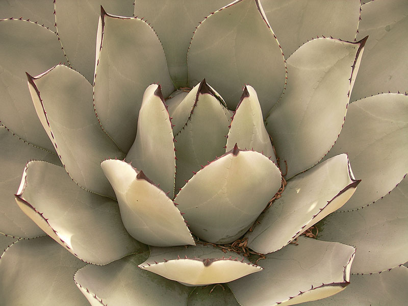 Agave parryi